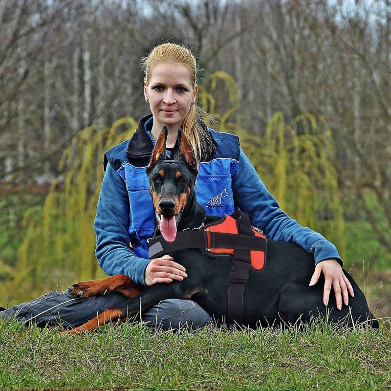 Harnais respirant pour chien avec poignée harnais anti-traction sécurité nocturne pour une marche confortable