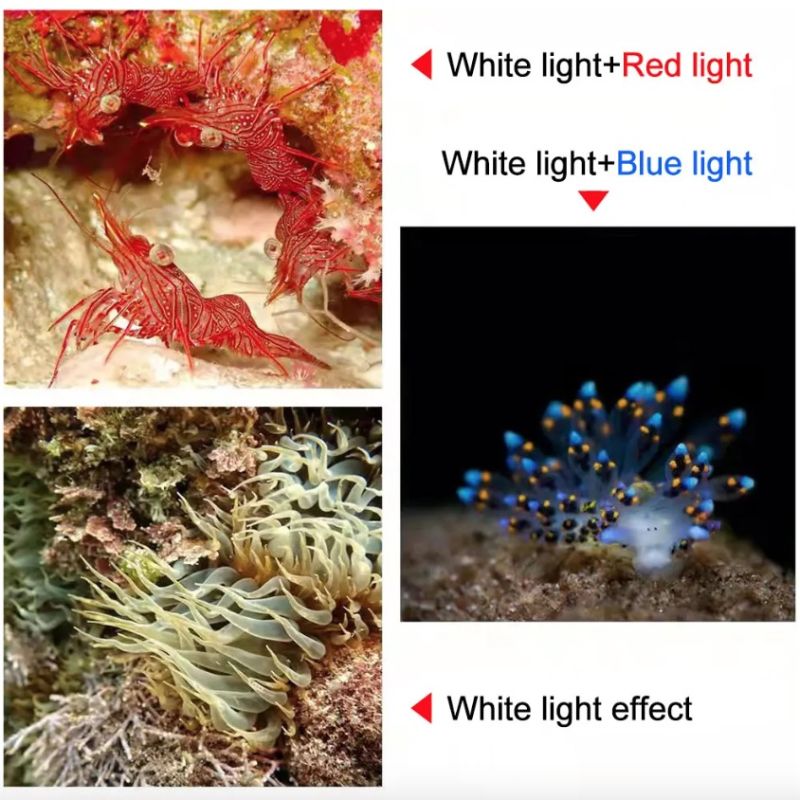 Lampe de Poche de Plongée D10 Super Brillante en Aluminium Aéronautique Éclairage Sous-marin 100m 3 Couleurs