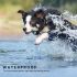 Collier d'entraînement chien électrique LCD télécommande animaux imperméable rechargeable niveaux ajustables
