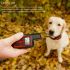 Collier électronique pour chien rechargeable étanche à niveaux de choc réglables aide à l'entraînement canin