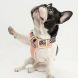 Tuff Hound Nylon Harness Harnais Dog Safety Harness Dog Bulldog French Bulldog Reflective Réglable Soft Harness Harness Harnais